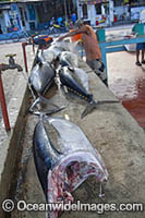 Yellowfin Tuna on display in a fish market in Puerto Ayora, on the island of Santa Cruz, Galapagos Islands, Ecuador.