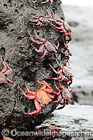 Sally Lightfoot Crabs (Graspus graspus), searching for algae in the intertidal zone. Santa Cruz Island, Galapagos, Equador.