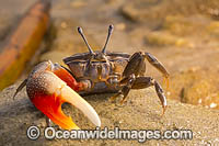 Fiddler Crab (Uca sp.). Photo taken off Yap, Micronesia.