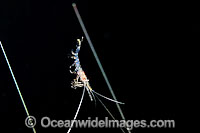 Larval Shrimp photographed at night in the open ocean several miles off shore, off Hawaii, Pacific Ocean.