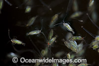 Mysid Shrimp and Arrow Worms, photographed at night off Yap, Micronesia.