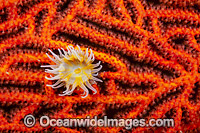 Sea Anemone living on a Gorgonia Coral. Found throughout the Indo Pacific.
