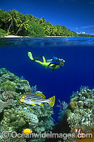Under over picture of a scuba diver (MR) observing tropical fish on a coral reef. This is a composite image, comprising of 2 or more images digitally merged together.