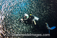 Underwater photographer (MR) photographing a massive school of Black Striped Salema (Xenocys jessiae), endemic. Galapagos Islands, Equador.