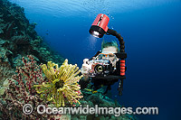 Scuba Diver photographing a Crinoid Feather Star, on a coral reef in Indonesia. Within the Coral Triangle.