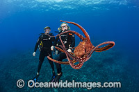 Scuba Divers with a Day Octopus (Octopus cyanea). Hawaii, USA.