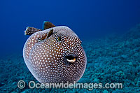 Guineafowl Pufferfish (Arothron meleagris), inflated in defence against predators. Photo taken off Hawaii, Pacific Ocean.