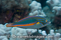 Belted Wrasse (Stethojulis balteata). This fish in endemic to the waters of Hawaii, where this picture was taken.