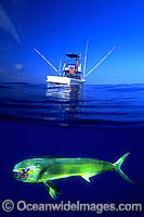 Under over water picture of a Blue Marlin (Makaira mazara), caught on a line behind a game fishing boat. Also known as Billfish. Hawaii, USA. This is a composite image, comprising of 2 or more images digitally merged together.