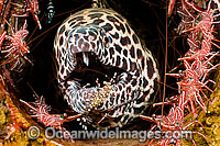 Honeycomb Moray Eel (Gymnothorax favageneus), surrounded by Hinge-beak Shrimp (Rhynchocinetes sp.), with a Cleaner Shrimp (Urocaridella sp.) on lower jaw. Photo taken in Indonesia. Within Coral Triangle.