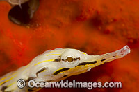 Yellow Scribbled Pipefish (Corythoichthys sp.). Photo was taken off the island of Yap, Micronesia.