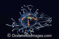 Sea Jelly or Jellyfish (Anthomedusae sp.). Photo taken in British Columbia, Canada.