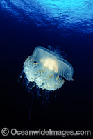 Crowned Jellyfish (Cephea cephea). Photo taken off Hawaii, Pacific Ocean, USA