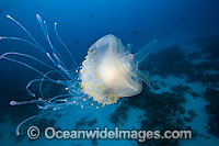 Crowned Jellyfish (Cephea cephea). Photo taken off Palau, Micronesia.