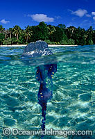 Under over water picture of Portuguese Man-of-war (Physalia physalis). Also known as the Blue Bottle, Blue Bubble and Man o'War. Photo taken off Hawaii, Pacific Ocean, USA. This is a composite image, comprising of 2 or more images.