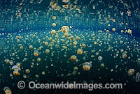 Non-stinging Jellyfish (Mastigias cf. papua etpisoni), competing for sunlight in Jellyfish Lake, Palau, Micronesia, Pacific Ocean.