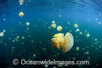 Non-stinging Jellyfish (Mastigias cf. papua etpisoni), competing for sunlight in Jellyfish Lake, Palau, Micronesia, Pacific Ocean.