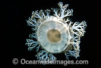 Upsidedown Jellyfish (Cassiopea xamachana). Photo taken in Indonesia. Within the Coral Triangle.