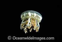 Upside-down Jellyfish (Cassiopeia andromeda). Unlike other jellyfish that hunt for food, this jellyfish depends on unicellular algae, zooxanthellae, for nutrition. The jellyfish sits upside down so the algae absorbs sunlight. Philippines. Coral Triangle.