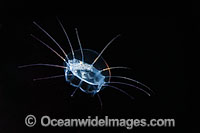 Unidentified Jellyfish or Hydromedusa. Photo taken off Hawaii, Pacific Ocean, USA