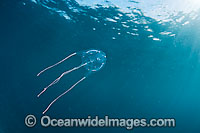 Ranston's Box Jellyfish (Carybdea rastoni). Found throughout the Indo-West Pacific. Photo taken off Hawaii, Pacific Ocean, USA