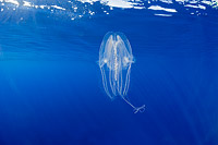 Lobate Ctenophore or Winged Comb Jelly (Leucothea multicornis). Photo was taken off Hawaii, Pacific Ocean, USA.