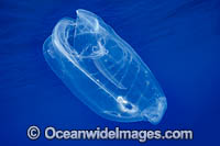 Pelagic Tunicate or Salp (Salpa aspera). Photo taken off Hawaii, USA.