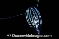Comb-jelly or Sea Gooseberry (possibly: Pleurobrachia pileus). Photo taken off Hawaii, USA.