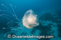 Crowned Jellyfish (Cephea cephea). Also known as Cauliflower Jellyfish. Found in the tropical waters of the western Indo-Pacific to Northern Australia.