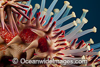 Crown-of-thorns Starfish (Acanthaster planci), showing detail of venomous spines and tube feet. Wounds from the spines can be very painful. Found throughout the Indo Pacific. Photo taken off Hawaii, Pacific Ocean.