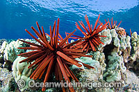 Slate Pencil Sea Urchin (Heterocentrotus mammillatus). Photo taken off Hawaii, Pacific Ocean