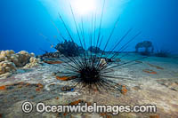 Long-spined Sea Urchin (Diadema paucispinum). Hawaii, Pacific Ocean, USA