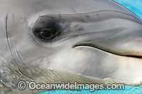 Bottlenose Dolphin (Tursiops truncatus) showing close detail of the eye. Found in tropical and sub-tropical oceans throughout the world.