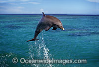 Bottlenose Dolphin (Tursiops truncatus) breaching. Found in tropical & sub-tropical oceans throughout the world. Photo taken Roatan, Honduras, Central America