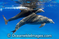 Bottlenose Dolphin (Tursiops truncatus) showing a pregnant female in the foreground. Found in tropical and sub-tropical oceans throughout the world. Photo taken in Bahamas, Caribbean Sea, Atlantic Ocean