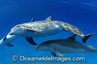 Bottlenose Dolphin (Tursiops truncatus) showing a pregnant female in the foreground. Found in tropical and sub-tropical oceans throughout the world. Photo taken in Bahamas, Caribbean Sea, Atlantic Ocean