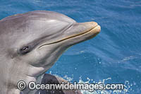 Pair of Atlantic Bottlenose Dolphin (Tursiops truncatus). Curacao, Netherlands Antilles, Caribbean