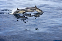 Short-beaked Common Dolphins (Delphinus delphis). Found in warm-temperate and tropical seas throughout the world. Photo taken off Mexico.