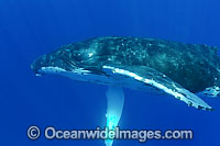 Humpback Whale (Megaptera novaeangliae) underwater. Found throughout the world's oceans in both tropical & polar areas, depending on the season. Photo taken Hawaii. Classified as Vulnerable on the IUCN Red List.