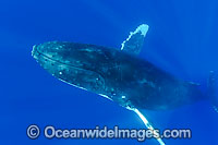Humpback Whale (Megaptera novaeangliae) underwater. Found throughout the world's oceans in both tropical & polar areas, depending on the season. Photo taken Hawaii. Classified as Vulnerable on the IUCN Red List.