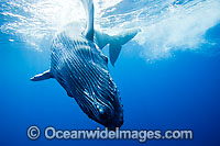 Humpback Whale (Megaptera novaeangliae) calf underwater. Found throughout the world's oceans in both tropical & polar areas, depending on the season. Photo taken Hawaii. Classified as Vulnerable on the IUCN Red List.