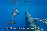 Humpback Whale (Megaptera novaeangliae) mother & calf underwater. Found throughout the world's oceans in both tropical & polar areas, depending on the season. Photo taken Hawaii. Classified as Vulnerable on the IUCN Red List.