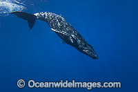 Humpback Whale (Megaptera novaeangliae) underwater. Found throughout the world's oceans in both tropical and polar areas, depending on the season. Photo taken off Hawaii, Pacific Ocean. Classified as Vulnerable on the 2000 IUCN Red List.