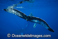 Humpback Whale (Megaptera novaeangliae). Found throughout the world's oceans in both tropical and polar areas, depending on the season. Photo taken off Hawaii, Pacific Ocean. Classified as Vulnerable on the 2000 IUCN Red List.
