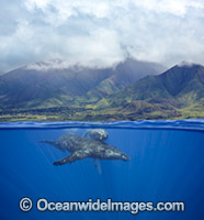 Humpback Whales (Megaptera novaeangliae), underwater off the west coast of Maui, Hawaii, Pacific Ocean, USA. Classified as Vulnerable on the IUCN Red List.