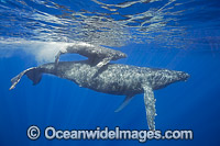 Humpback Whale (Megaptera novaeangliae), mother with calf. Found throughout the world's oceans in both tropical & polar areas, depending on the season. Photo taken Hawaii. Classified as Vulnerable on the IUCN Red List.
