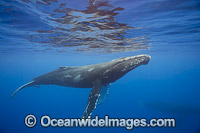 Humpback Whale (Megaptera novaeangliae), underwater. Found throughout the world's oceans in both tropical & polar areas, depending on the season. Photo taken Hawaii. Classified as Vulnerable on the IUCN Red List.