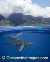 Humpback Whales (Megaptera novaeangliae), underwater off the west coast of Maui, Hawaii, Pacific Ocean, USA. Classified as Vulnerable on the IUCN Red List.