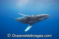 Humpback Whale (Megaptera novaeangliae), underwater. Found throughout the world's oceans in both tropical & polar areas, depending on the season. Photo taken Hawaii. Classified as Vulnerable on the IUCN Red List.