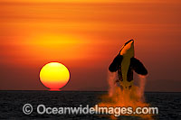 Killer Whale (Orcinus Orca) also known as Orca, breaching at sunset. This is a composite image. A Killer Whale image was digitally combined with a sunset image.